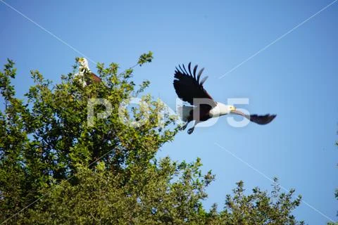 African fish eagle flying away Stock Photos