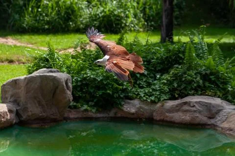 African fish eagle flying with full wing span looking at target. Stock Photos
