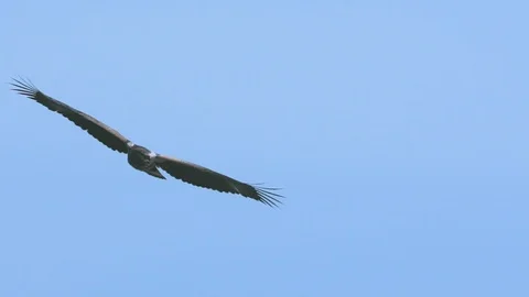 African Fish Eagle flying majestically in slow motion at Lake Naivasha Stock Footage 114156005
