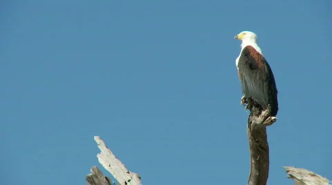 African Fish Eagle 库存影片 372657