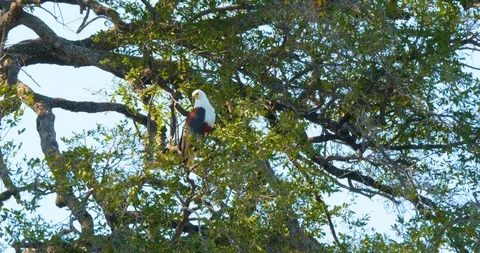 African Fish Eagle Vídeo Stock 104993484