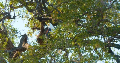 African Fish Eagle Vídeo Stock 104993541