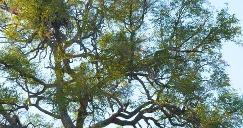 African Fish Eagle Vídeo Stock 104993686