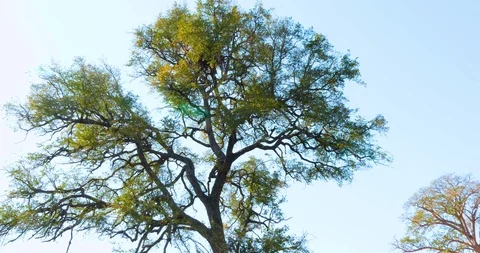 African Fish Eagle 動画素材 104993730