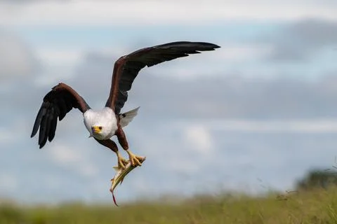 African fish eagle with a freshly caught tigerfish in its talons 스톡 사진
