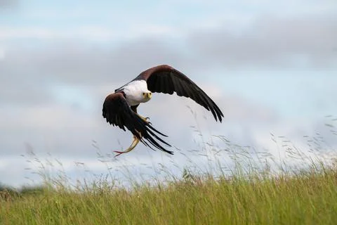 African fish eagle with a freshly caught tigerfish in its talons 스톡 사진