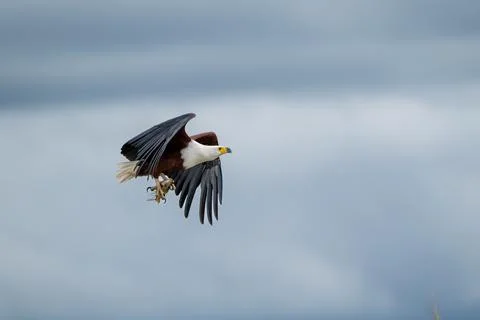 African fish eagle with a freshly caught tigerfish in its talons 스톡 사진