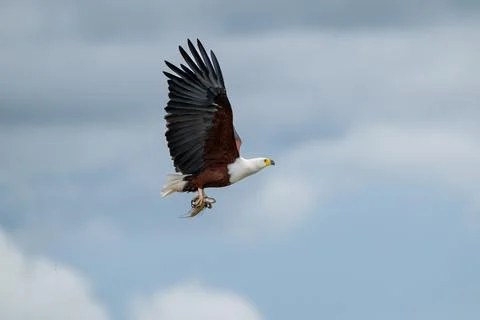 African fish eagle with a freshly caught tigerfish in its talons Stock-Fotos