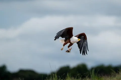 African fish eagle with a freshly caught tigerfish in its talons Stock Photos