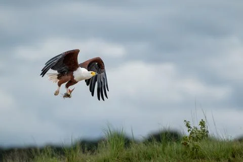 African fish eagle with a freshly caught tigerfish in its talons Stock Photos