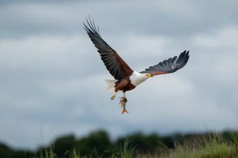African fish eagle with a freshly caught tigerfish in its talons Stock Photos