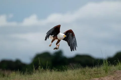 African fish eagle with a freshly caught tigerfish in its talons Stock Photos