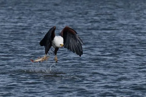 African fish eagle with a freshly caught tigerfish in its talons Stock Photos