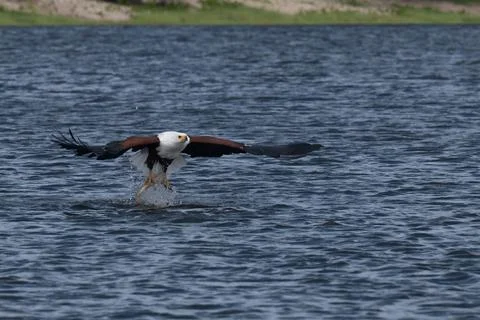African fish eagle with a freshly caught tigerfish in its talons Stock Photos