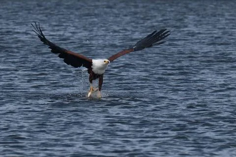 African fish eagle with a freshly caught tigerfish in its talons Stock Photos