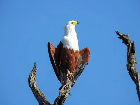 African Fish Eagle (Haliaeetus vocifer) perched on a tree, soaking up the Afr Stock Photos
