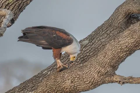 African Fish Eagle having a meal Stock Photos