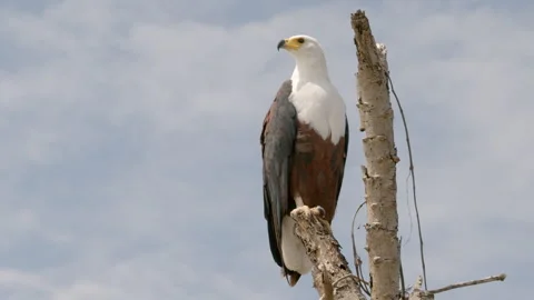 African Fish Eagle, (Icthyophaga vocifer) in Ethiopia Stock Footage 293491753