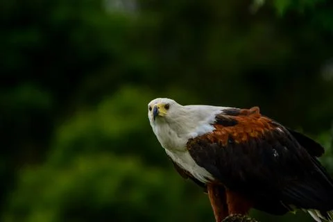 African fish eagle - a large bird of prey known as haliaeetus vocifer perched Stock Photos