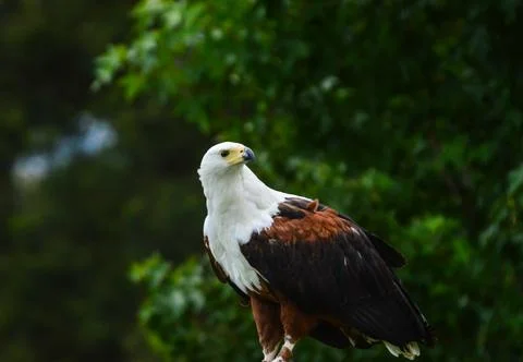 African fish eagle - a large bird of prey known as haliaeetus vocifer perch.. Stock Photos