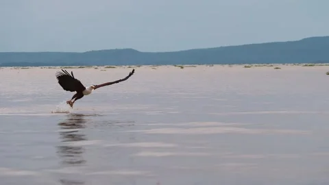 African Fish Eagle in Low Flight Over Serene Lake Waters Stock Footage 301088707
