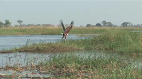African Fish Eagle in the Okavango Delta, Botswana  Stock Footage 907759