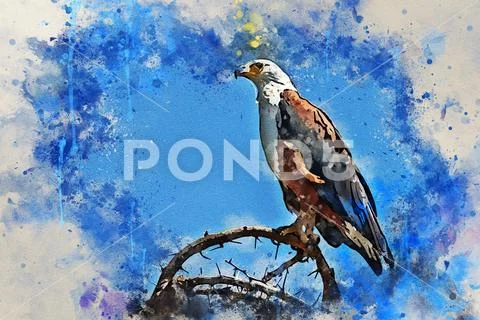 African fish eagle or Haliaeetus vocifer perches on branch Stock Illustration