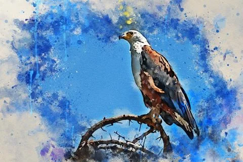 African fish eagle or Haliaeetus vocifer perches on branch Stock Illustration