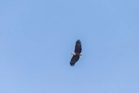 African fish eagle over the Okavango Stock Photos