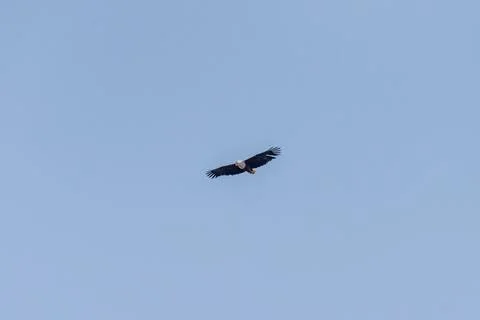 African fish eagle over the Okavango Stock Photos