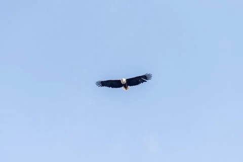 African fish eagle over the Okavango Stock Photos