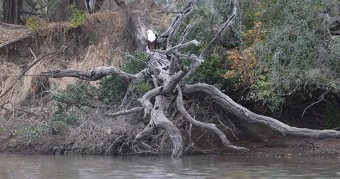 African Fish Eagle perched above river 库存影片 314723031