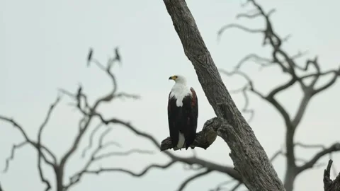 An African Fish-eagle perched on a dead branch, scanning its surroundings Stock Footage 345142780