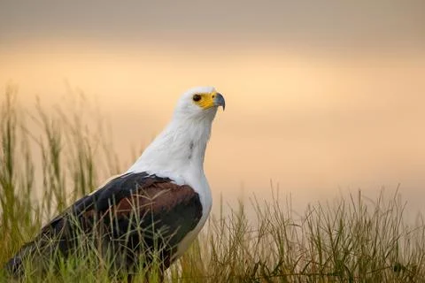African Fish Eagle perched on the ground at sunset 스톡 사진