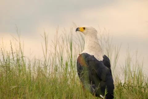 African Fish Eagle perched on the ground at sunset 스톡 사진