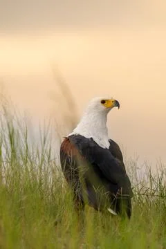 African Fish Eagle perched on the ground at sunset Fotos de archivo