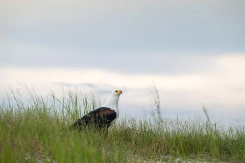 African Fish Eagle perched on the ground at sunset Stock-Fotos