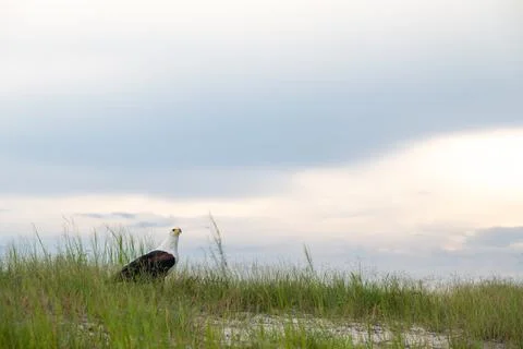 African Fish Eagle perched on the ground at sunset Stock Photos