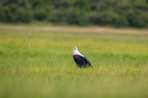 African Fish Eagle perched on the ground at sunset Фото
