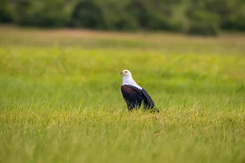 African Fish Eagle perched on the ground at sunset Stock Photos