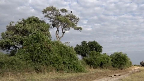 African Fish Eagle Perched High Looking For Food 01 Video stock 83064521