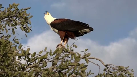 African Fish Eagle Perched High Looking For Food 02 Video stock 83064574
