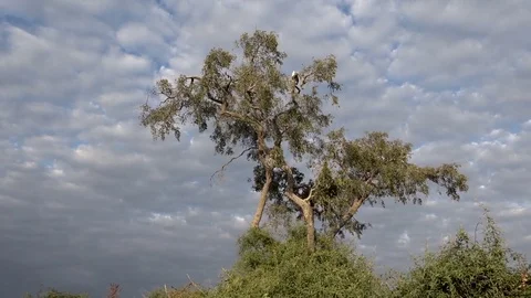 African Fish Eagle Perched High Looking For Food 03 Video stock 83065559