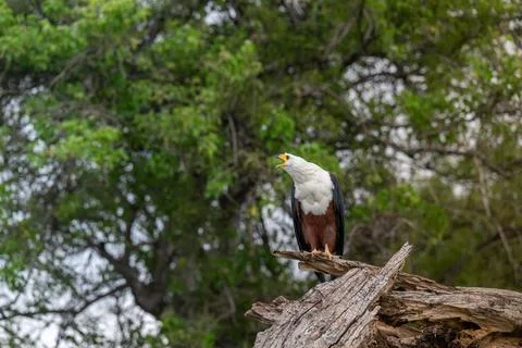 African fish eagle perched long the bank of the Chobe River. 스톡 사진