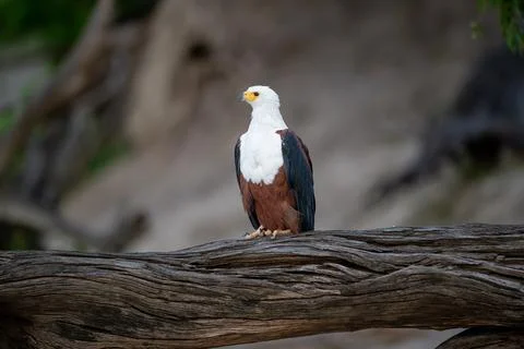 African fish eagle perched long the bank of the Chobe River. Stock Photos