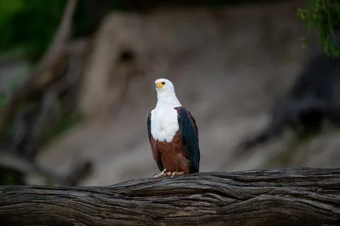 African fish eagle perched long the bank of the Chobe River. Stock Photos