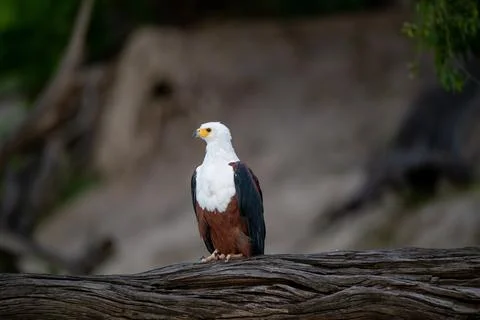 African fish eagle perched long the bank of the Chobe River. Stock-Fotos
