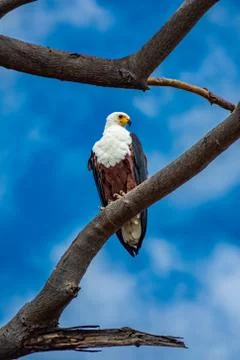 African fish eagle perched over tree looking to the right Foto stock