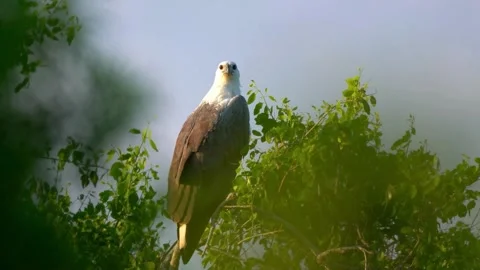 African Fish Eagle Perched in Treetop Habitat Stock Footage 310649022