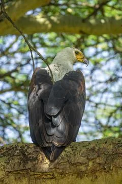 An African fish eagle perches in a tree near Lake Nakuru, Rift Valley Provi.. Stock Photos